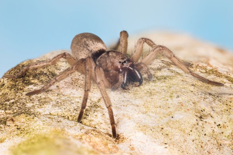 Mouse Spider Extermination in New Braunfels, TX