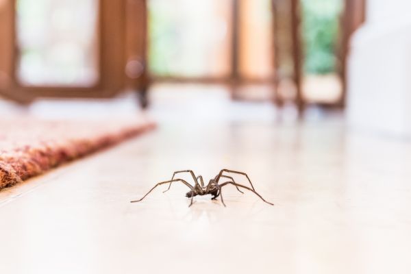 Spider Extermination