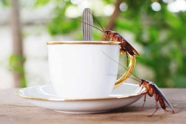 Pest Management