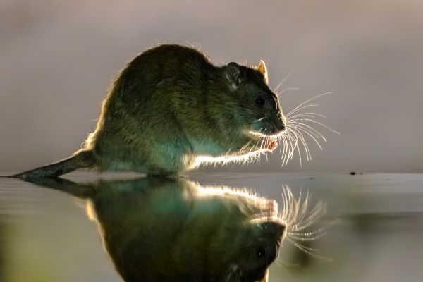 Rodent Control