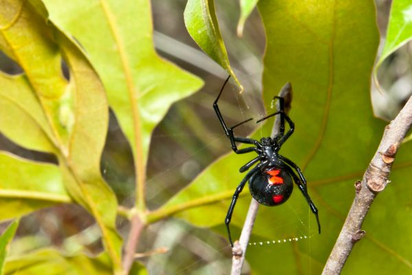 Spider Control
