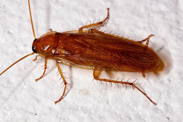Cockroach Extermination