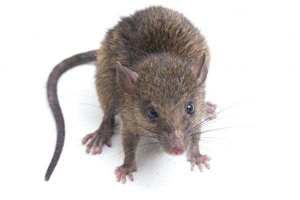 Rat Extermination