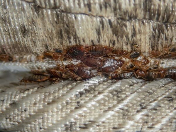 Bed Bug Fumigation