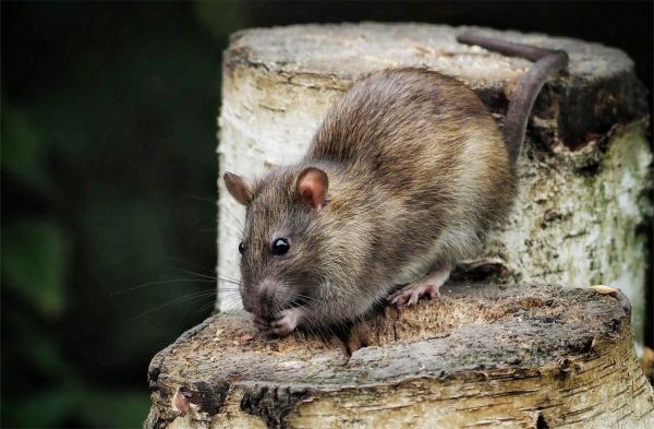 Rat Pest Control