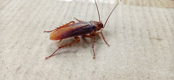 Roach Fumigation