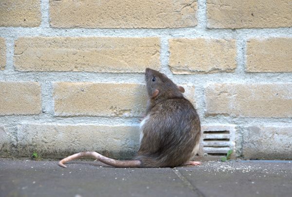 Rat Fumigation Service
