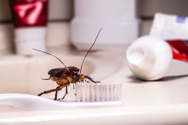 Roach Infestation Control