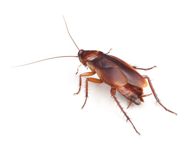 Roach Elimination