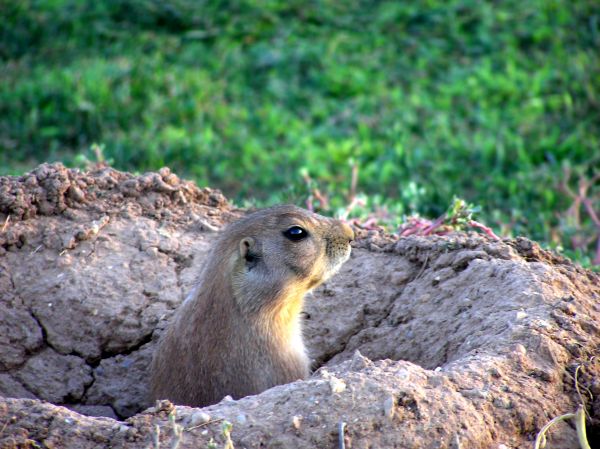 Rodent Fumigation