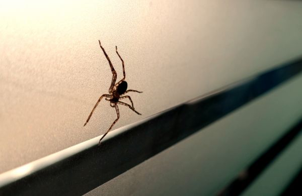 Spider Infestation Treatment