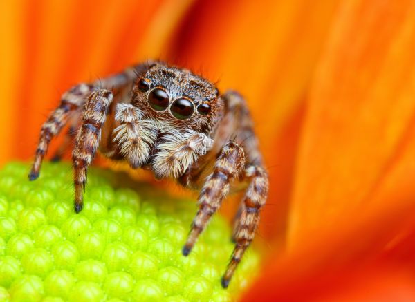 Spider Fumigation