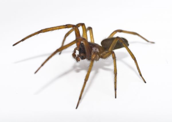 Spider Pest Management