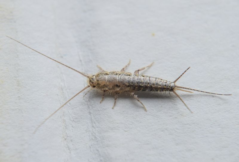 Centipede Extermination in Frisco, TX