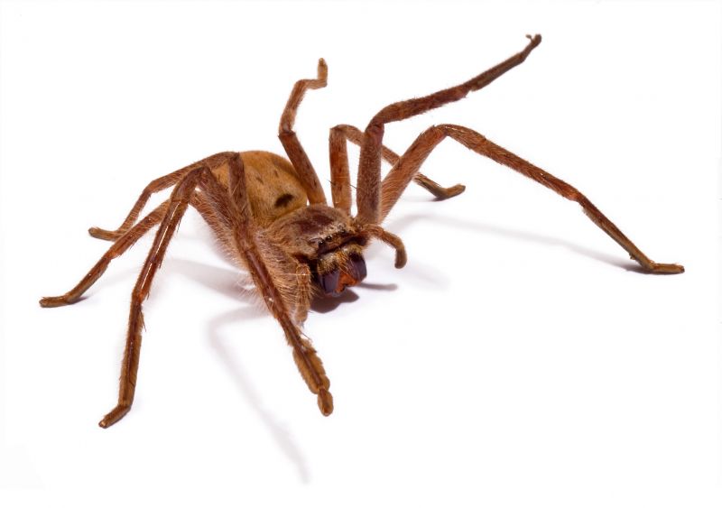 Common Spiders Extermination in Katy, TX