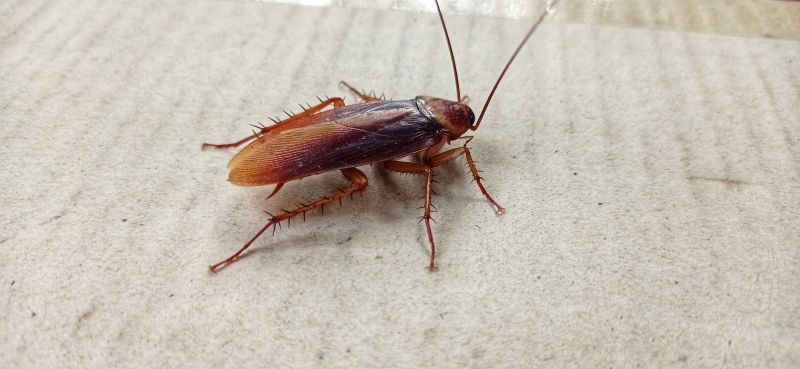 Roach Fumigation in Wilmington, NC