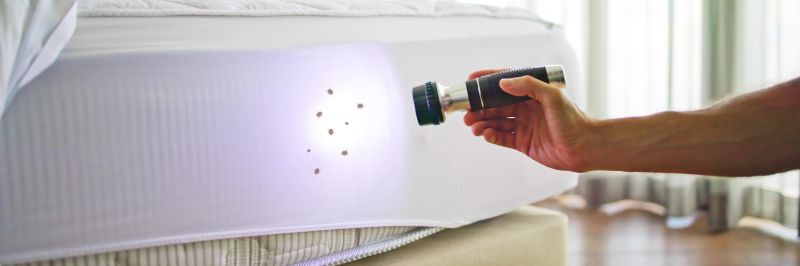 Why Professional Bed Bug Pest Control Is More Effective Than Diy Treatments